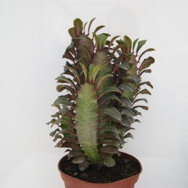 Euphorbia trigona roja